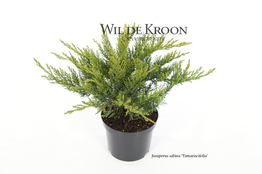 Juniperus Sabina Tamariscifolia
