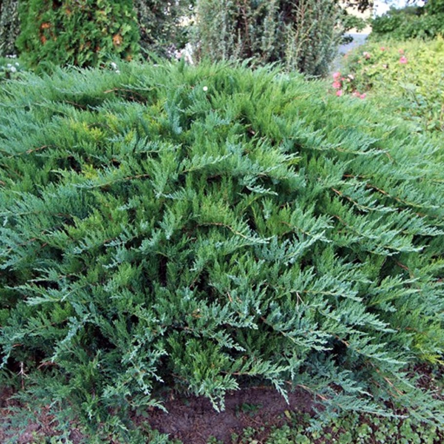 Можжевельник казацкий Juniperus Sabina “Tamariscifolia”
