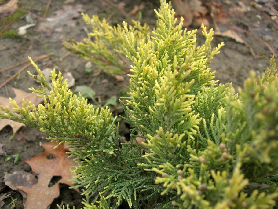 Можжевельник казацкий Juniperus Sabina “Tamariscifolia” листья