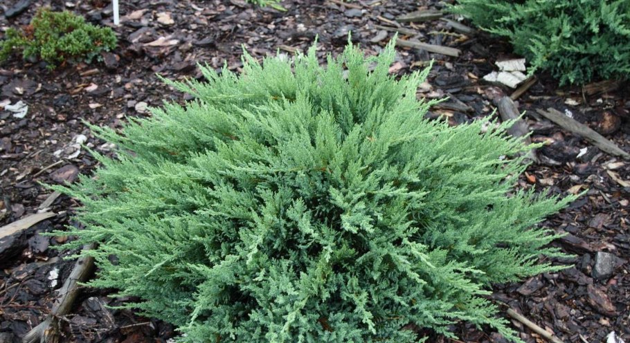 Можжевельник казацкий Tamariscifolia