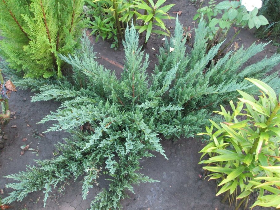 Можжевельник казацкий Juniperus Sabina “Tamariscifolia”
