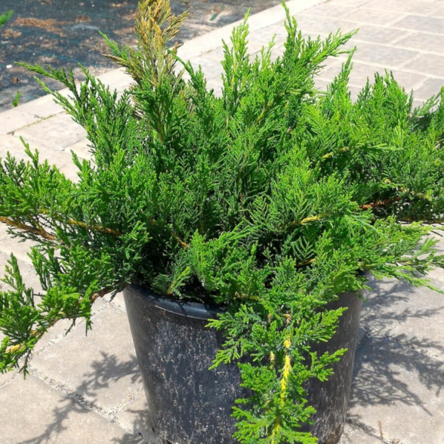 Можжевельник казацкий Juniperus Sabina “Tamariscifolia”