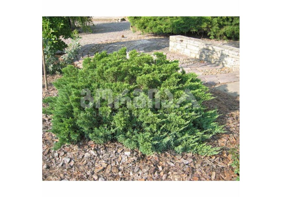 Можжевельник казацкий Rockery