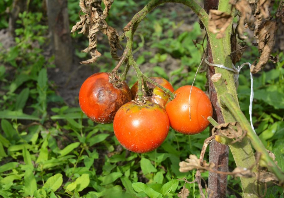 Phytophthora infestans Tomato