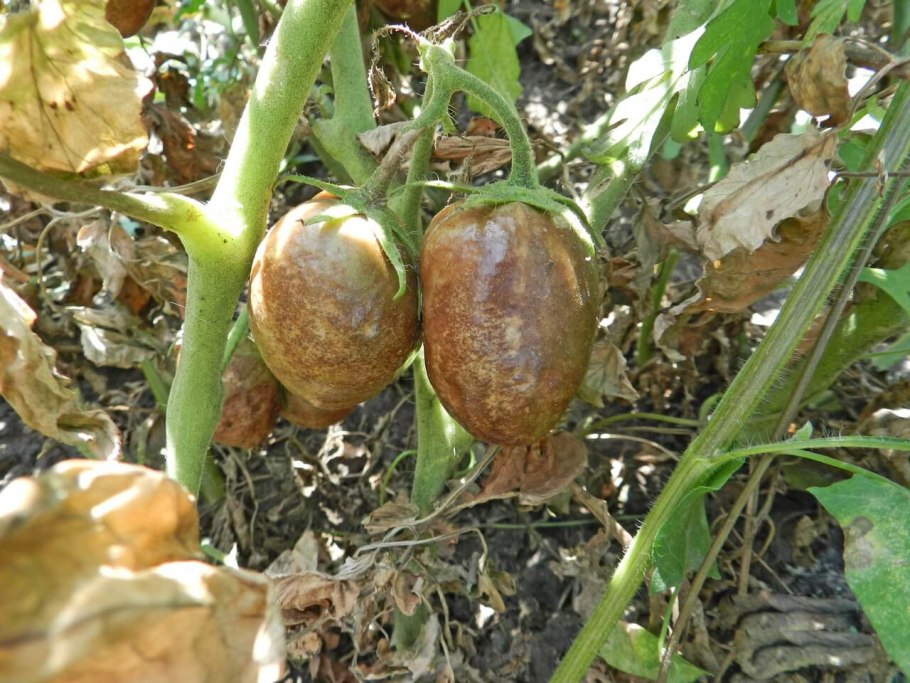 Phytophthora infestans
