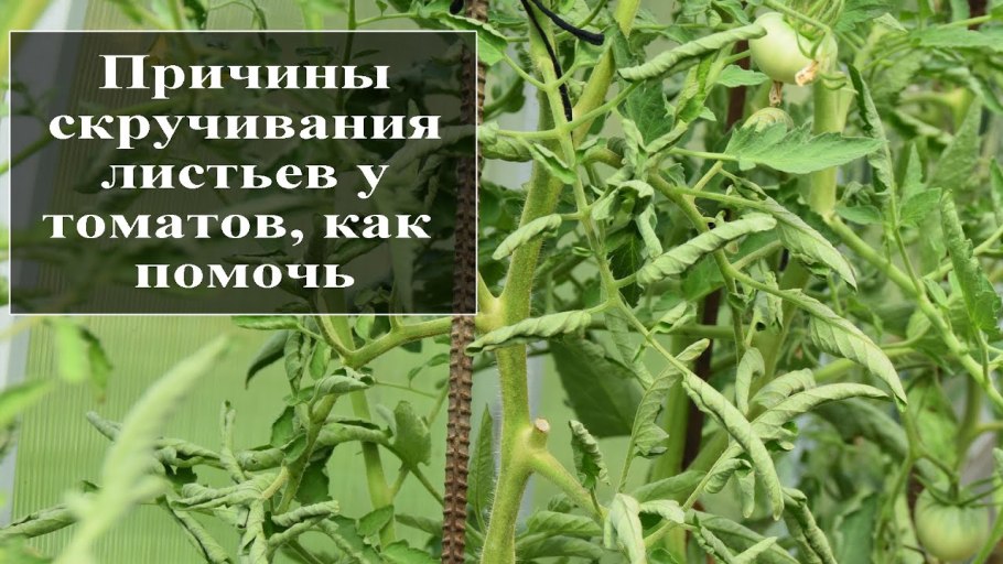 Скручиваются листья у томатов в теплице причины