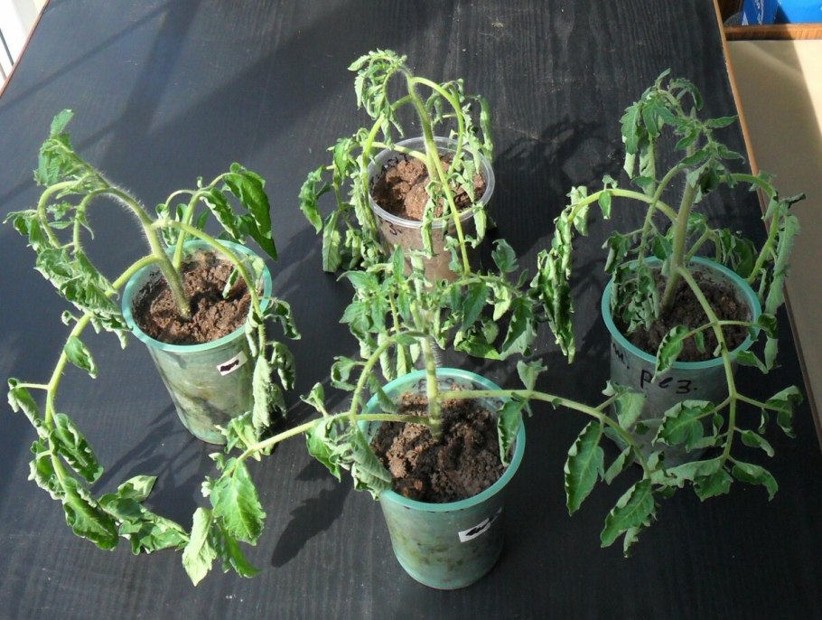 Phytophthora infestans Tomato