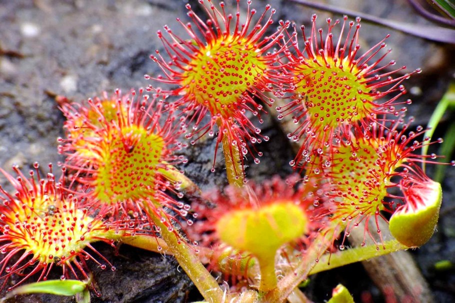 Россиянка круглолистная