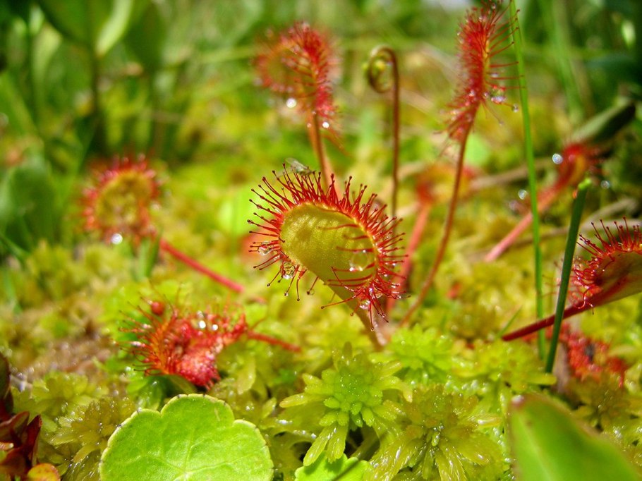 Растение росянка круглолистная