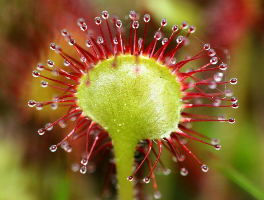 Россиянка круглолистная