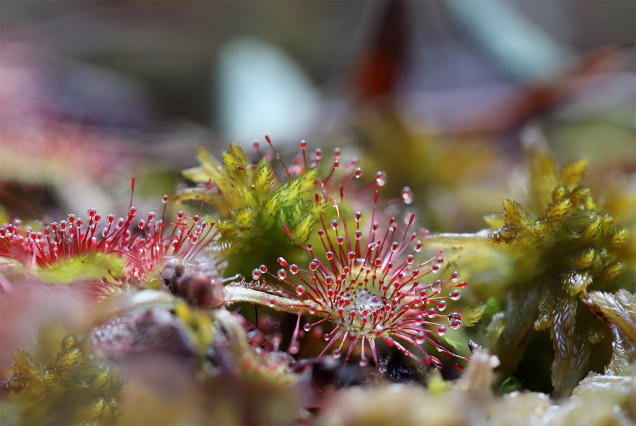 Росянки круглолистная Drosera rotundifolia l.
