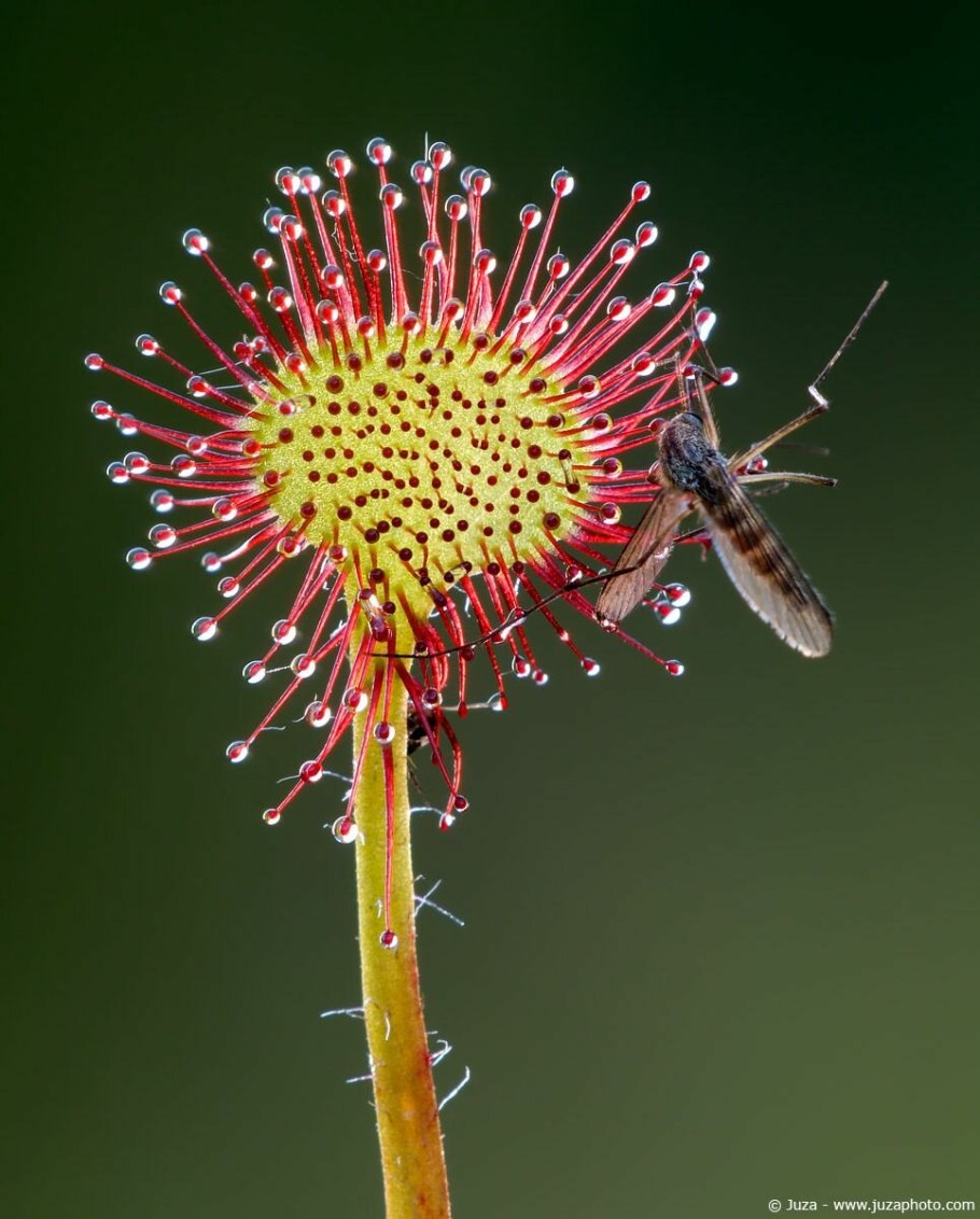 Росянка (Drosera)