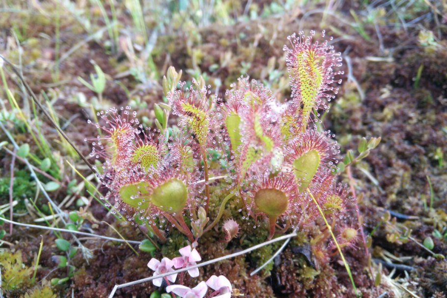 Пушица росянка