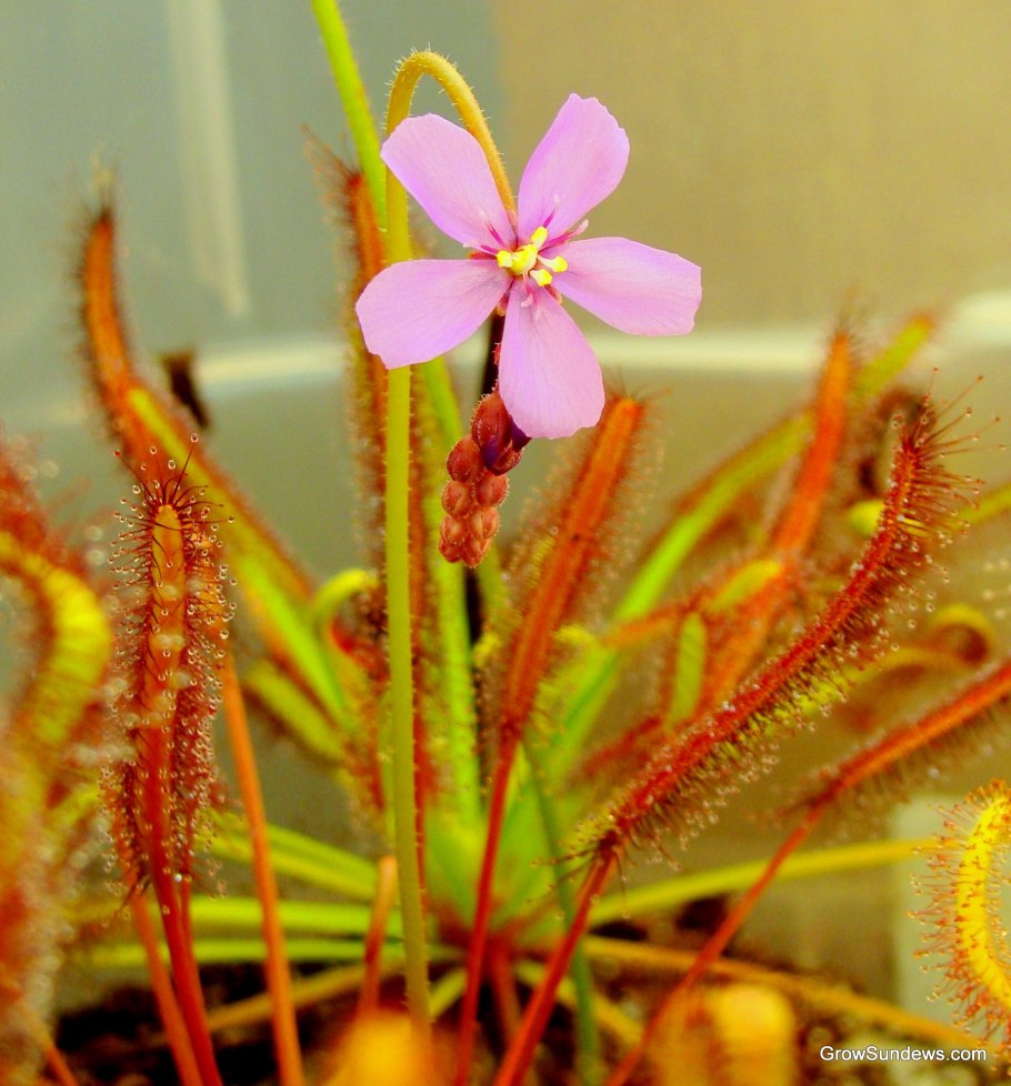 Росянка Королевская Drosera Regia