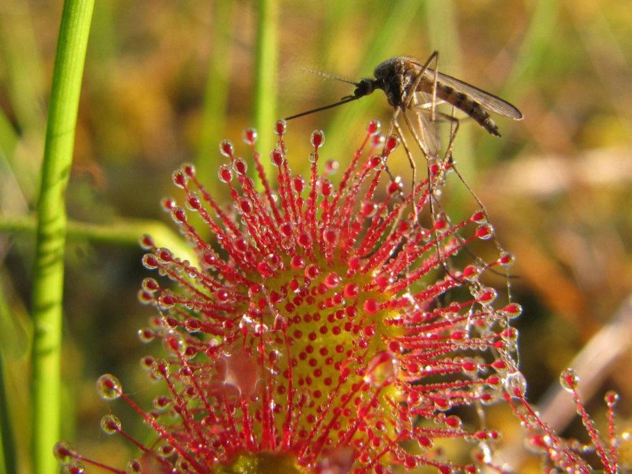 Хищные растения Росинка