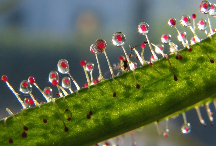 Плоды росянки