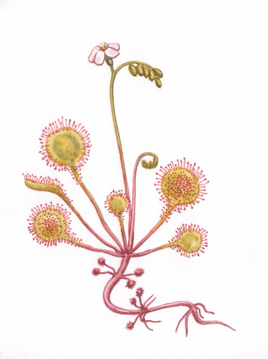 Росянка круглолистная. Ботаническая иллюстрация