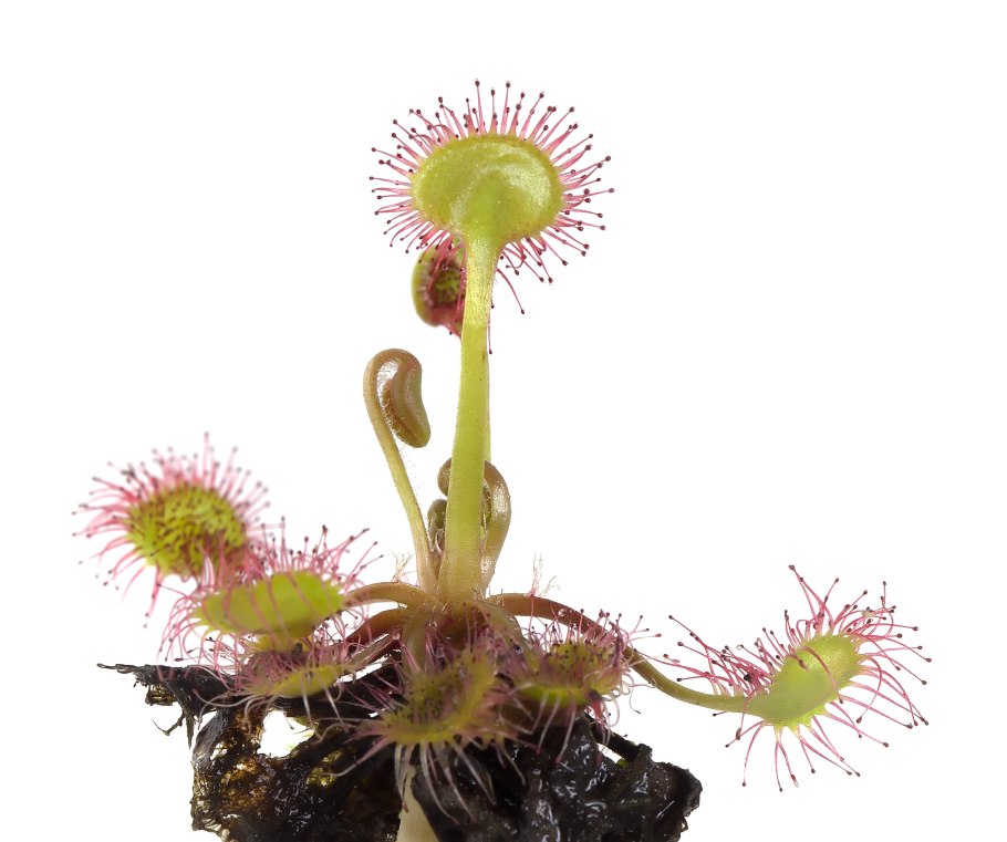 Росянка на белом фоне