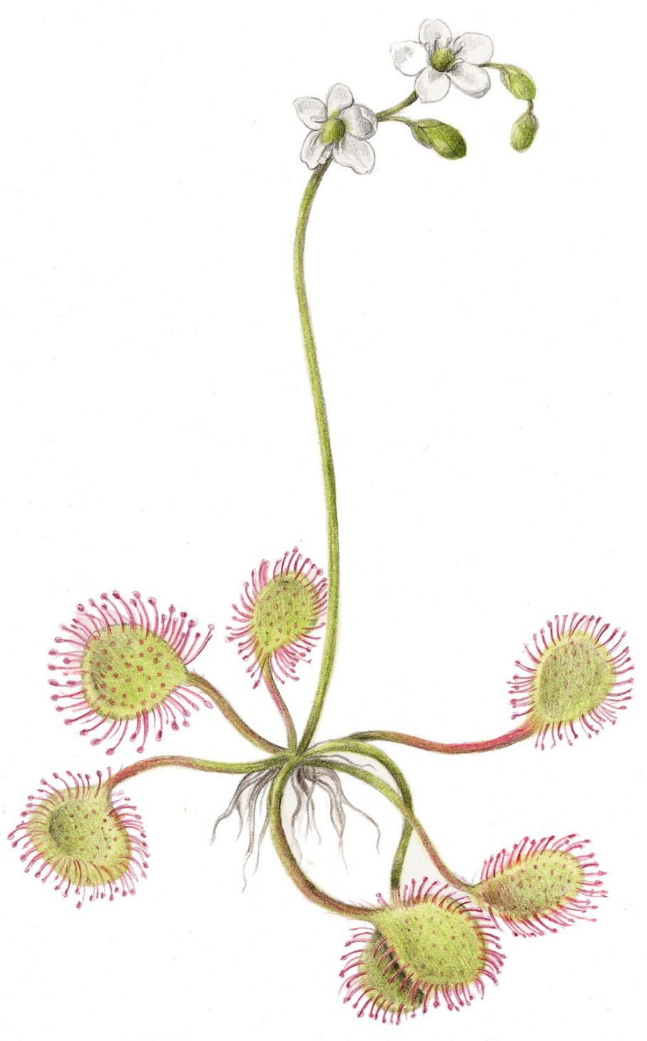 Росянка ботаника