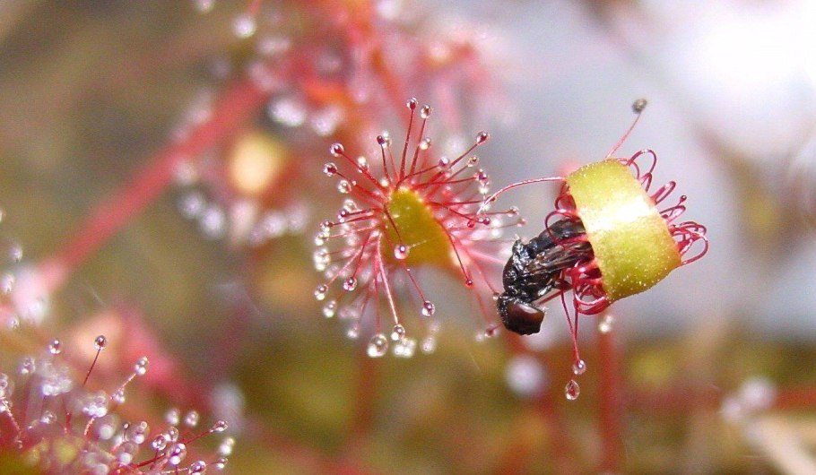 Росянка растение