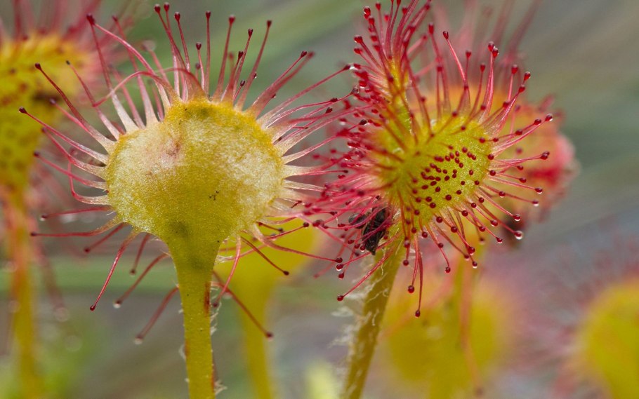 Росянка обратнояйцевидная