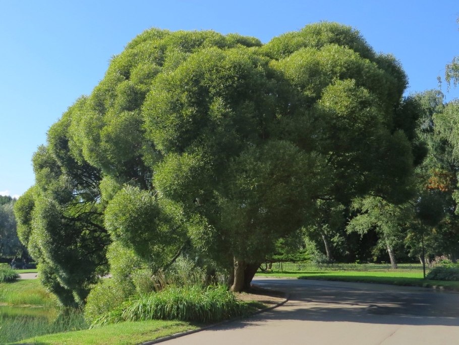 Ива цельнолистная Хакуро-нишики