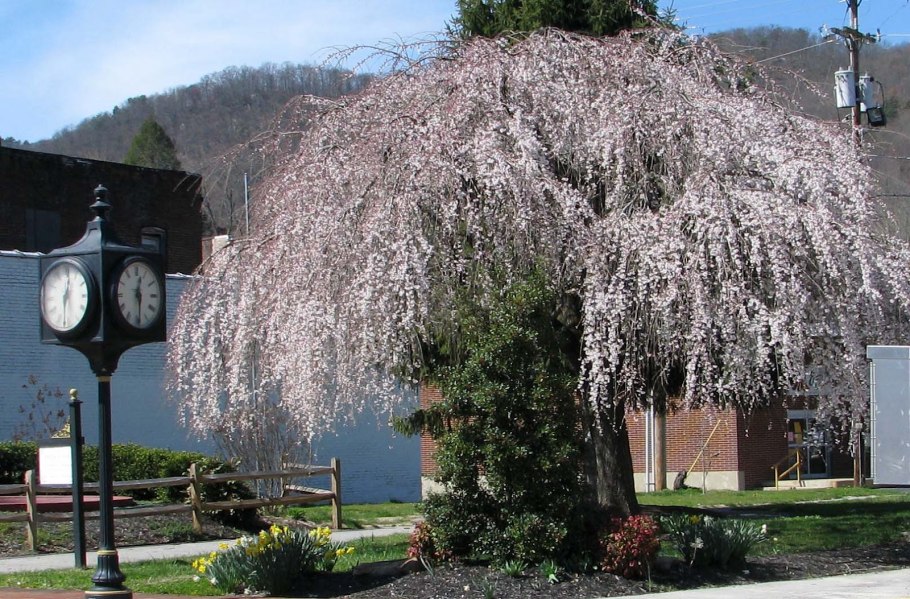 Ива с хвойниками в ландшафтном