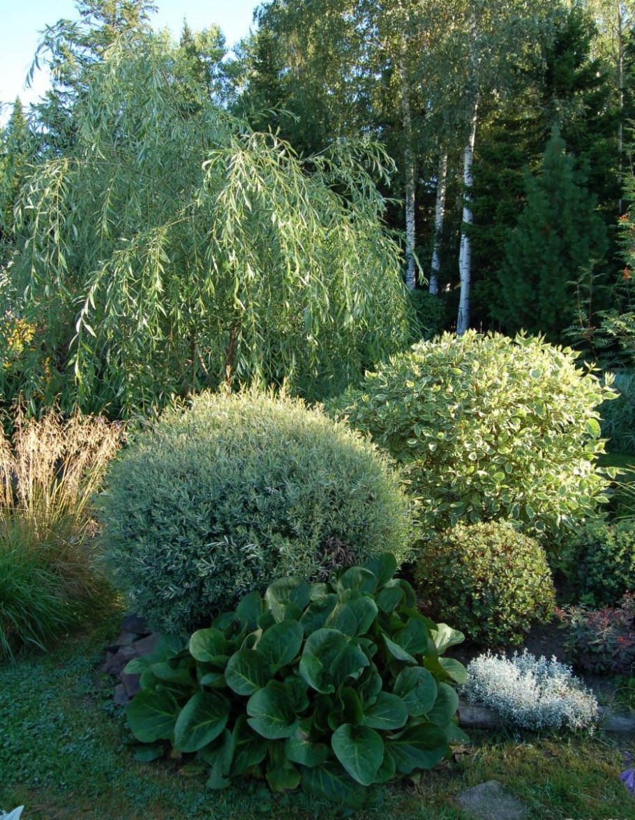 Ива плакучая в ландшафтном