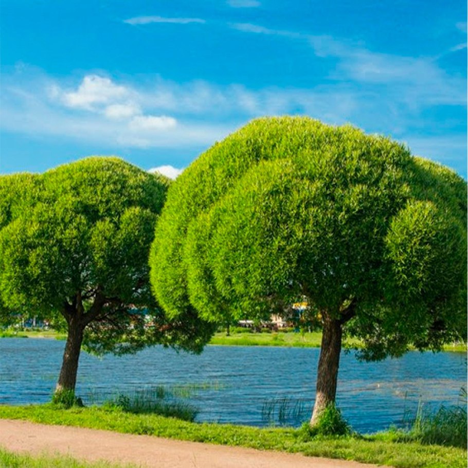 Ива кустовая шаровидная