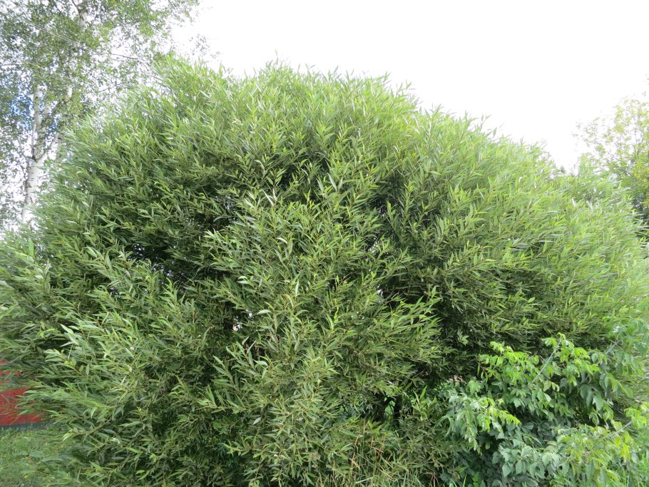 Ива ломкая шаровидная