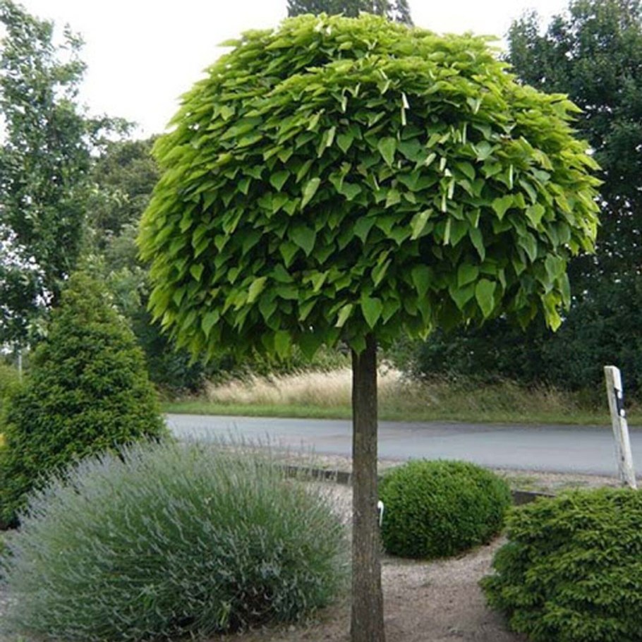 Ива ломкая Salix fragilis