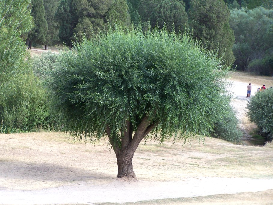 Ива ветла Ракита