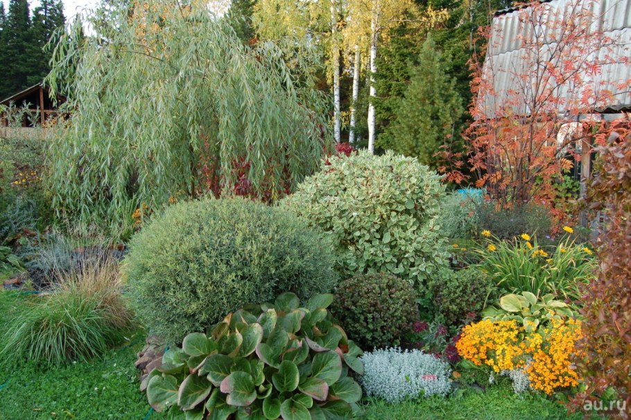 Ива ломкая шаровидная