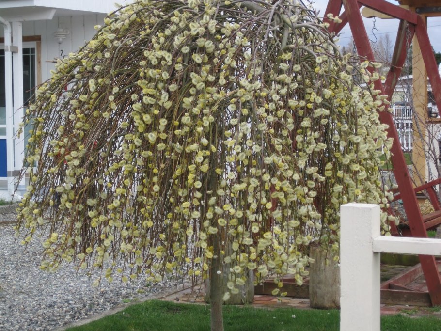 Ива пурпурная Хакуро нишики