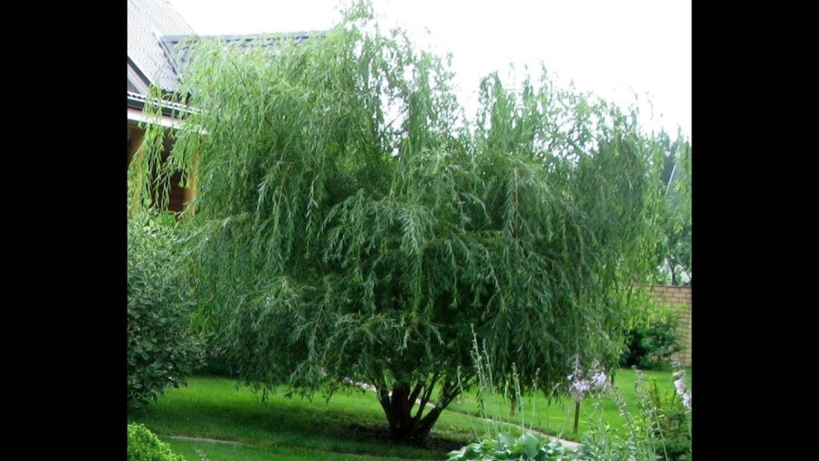 Ива плакучая на даче