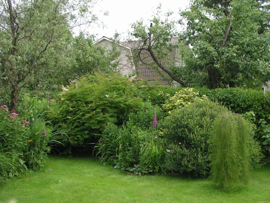 Ива Козья Пендула Килмарнок