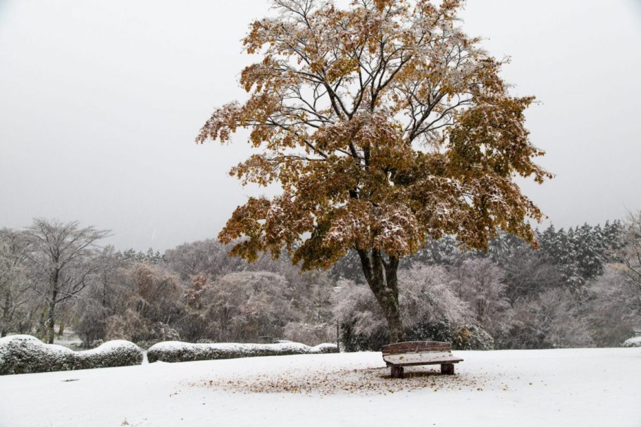Клён Остролистеый зимой
