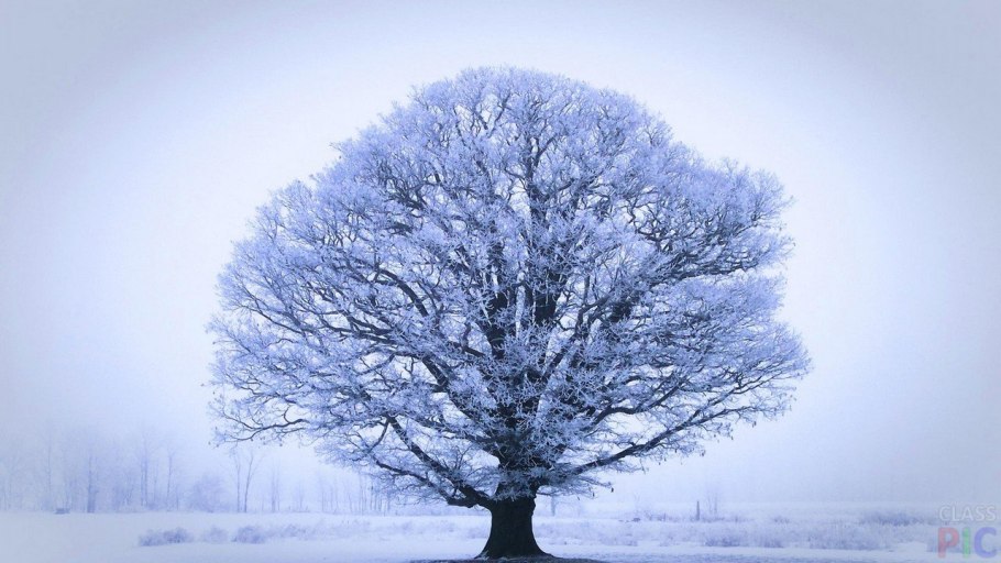 Деревья в снегу