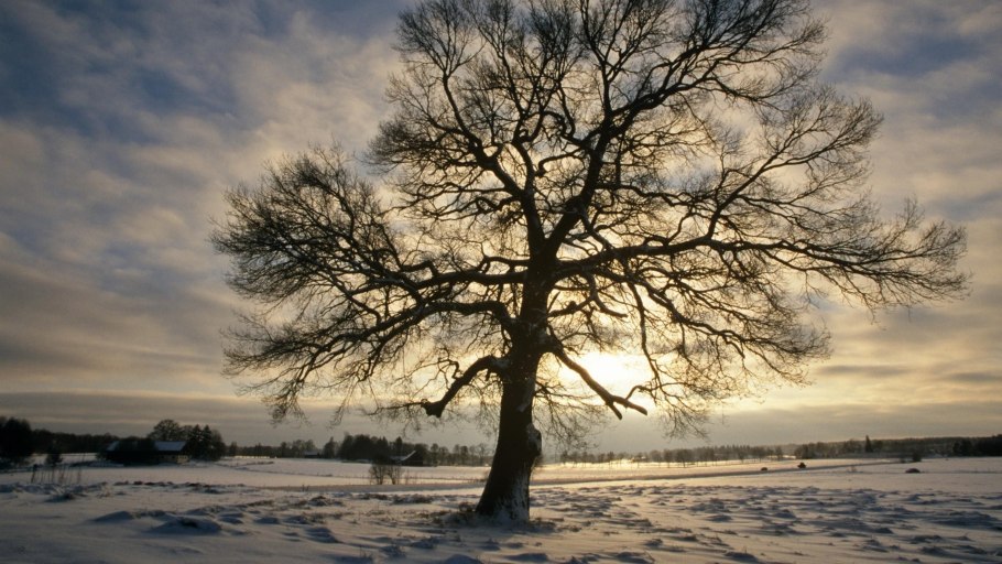Деревья зимой