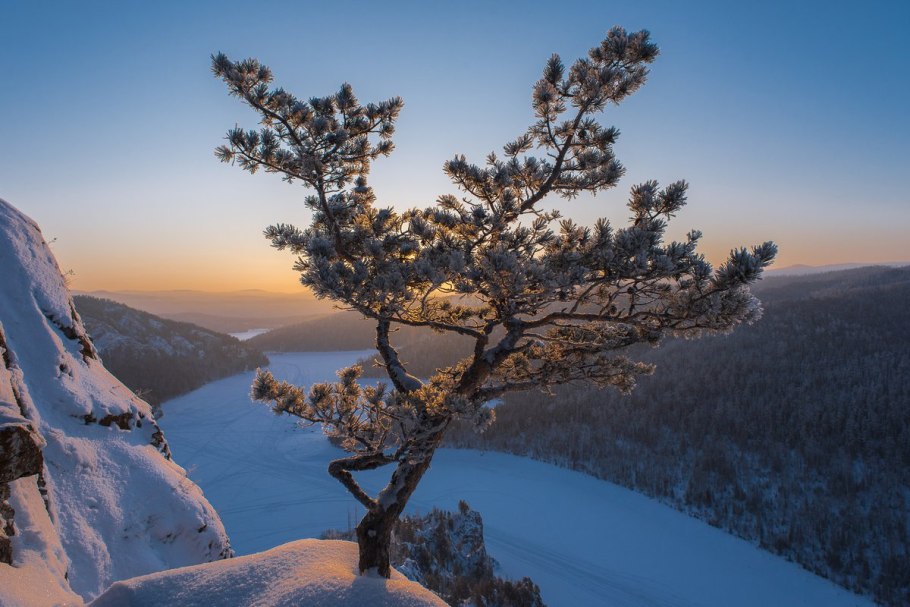 Сосны в снегу