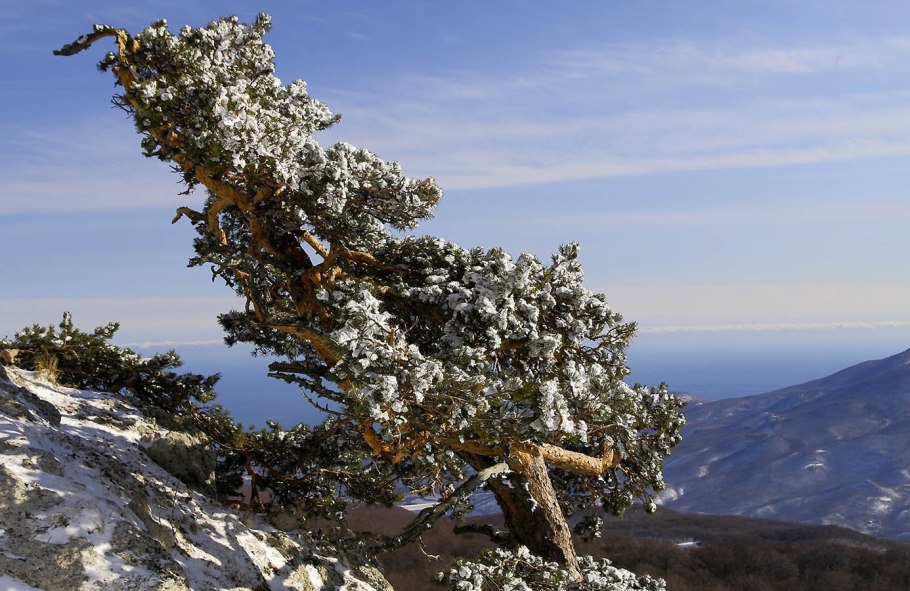 Дуб скальный Крым