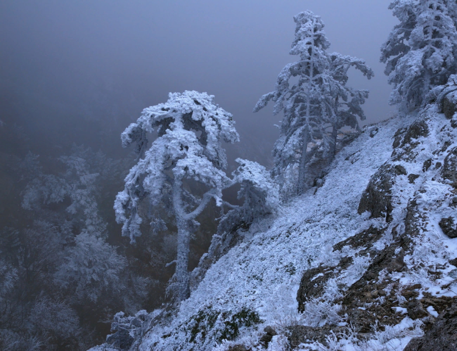Сосны горы зима