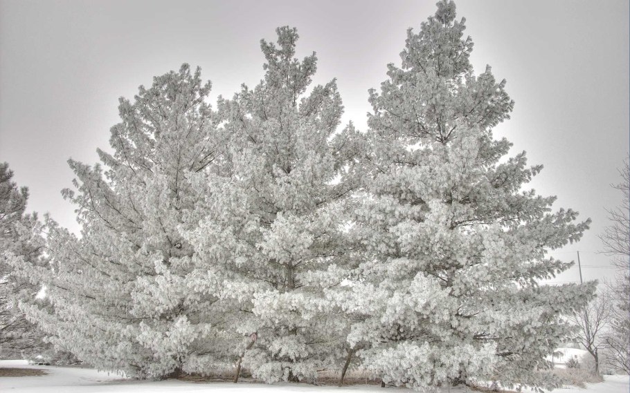 Сосны в снегу