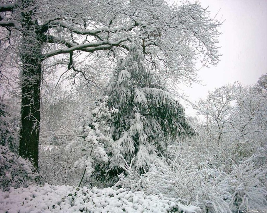 Дубовый лес в снегу