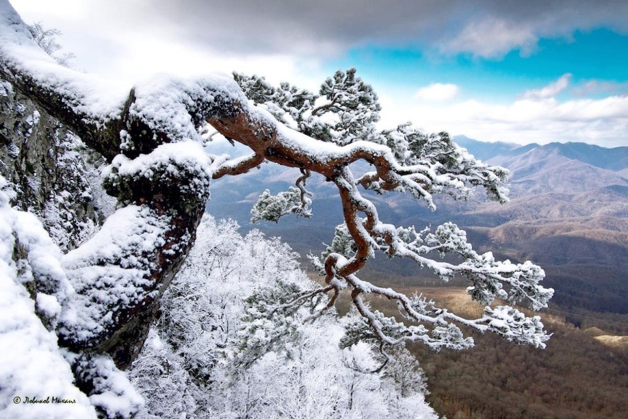 Деревья севера