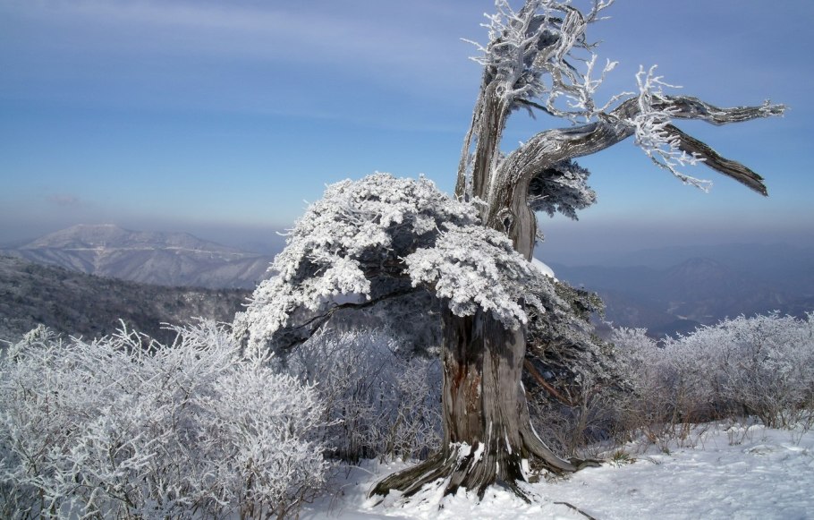 Зима деревья