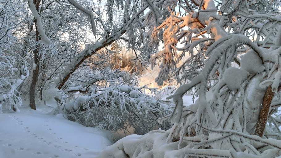 Деревья в сугробах