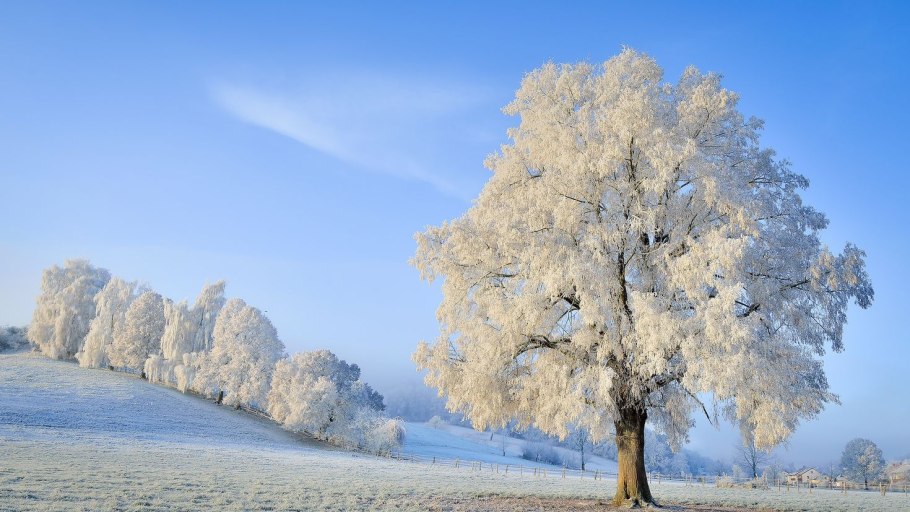 Заснеженные деревья