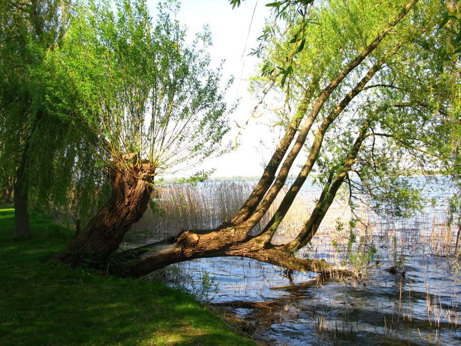 Деревья растущие в воде
