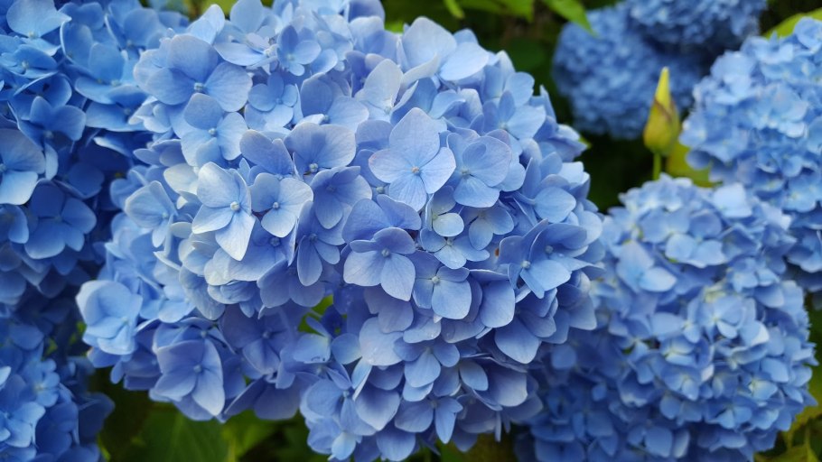 Гортензия Blue Danube